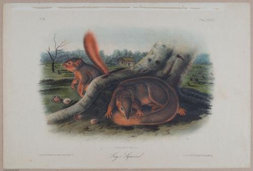 E395 - Breiman Audubon animals - i18385