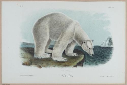 E395 - Breiman Audubon animals - i18386