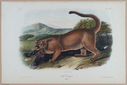 E395 - Breiman Audubon animals - i18387
