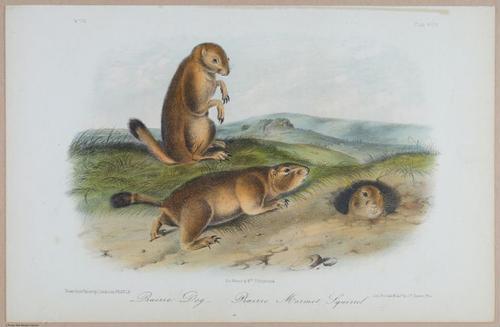 E395 - Breiman Audubon animals - i18389