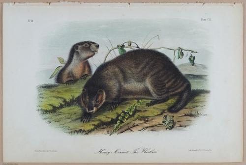 E395 - Breiman Audubon animals - i18390