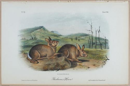 E395 - Breiman Audubon animals - i18391