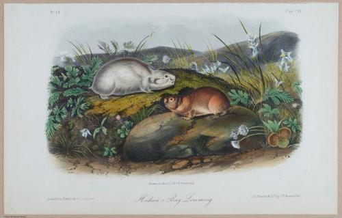 E395 - Breiman Audubon animals - i18392