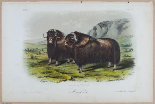 E395 - Breiman Audubon animals - i18393