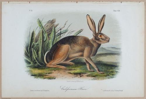 E395 - Breiman Audubon animals - i18394