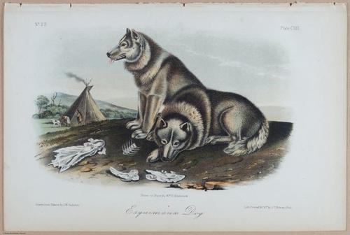 E395 - Breiman Audubon animals - i18395