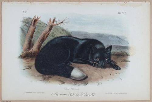 E395 - Breiman Audubon animals - i18396