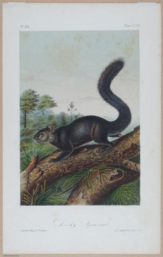 E395 - Breiman Audubon animals - i18397