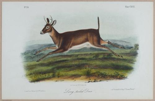 E395 - Breiman Audubon animals - i18398