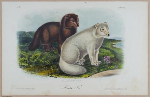 E395 - Breiman Audubon animals - i18399