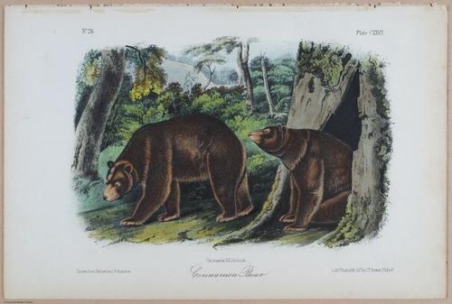 E395 - Breiman Audubon animals - i18403
