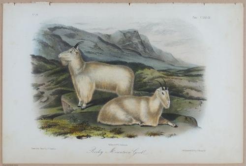 E395 - Breiman Audubon animals - i18404