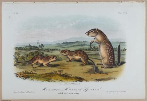 E395 - Breiman Audubon animals - i18407