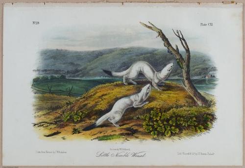 E395 - Breiman Audubon animals - i18408