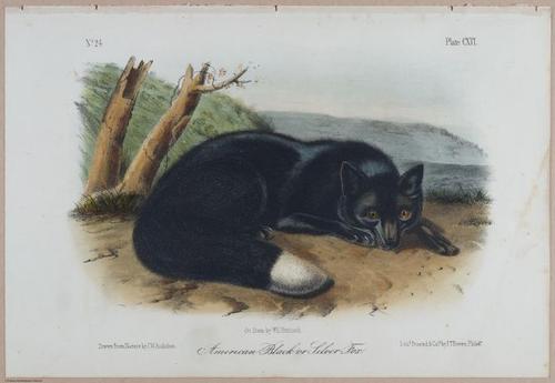 E395 - Breiman Audubon animals - i18409