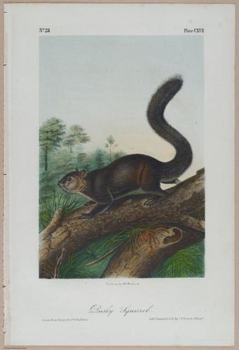 E395 - Breiman Audubon animals - i18410