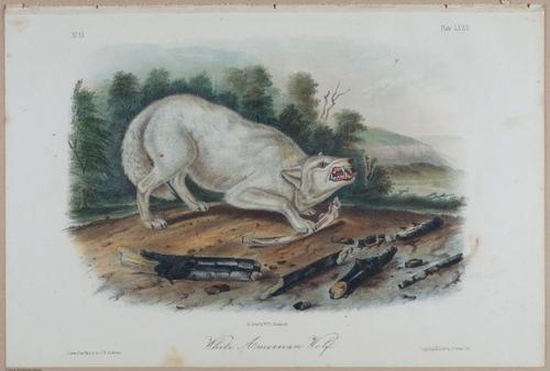 E395 - Breiman Audubon animals - i18411