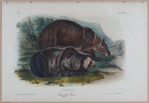 E395 - Breiman Audubon animals - i18413