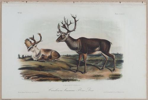 E395 - Breiman Audubon animals - i18414