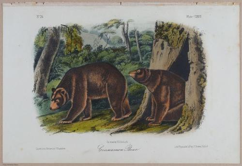 E395 - Breiman Audubon animals - i18415