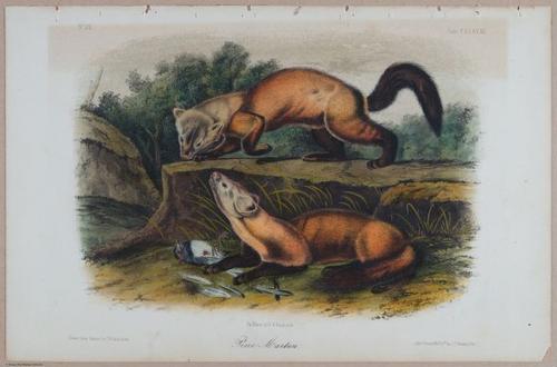 E395 - Breiman Audubon animals - i18416