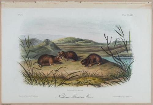 E395 - Breiman Audubon animals - i18417