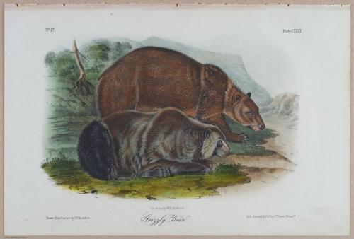E395 - Breiman Audubon animals - i18418