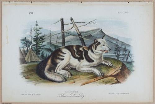 E395 - Breiman Audubon animals - i18419