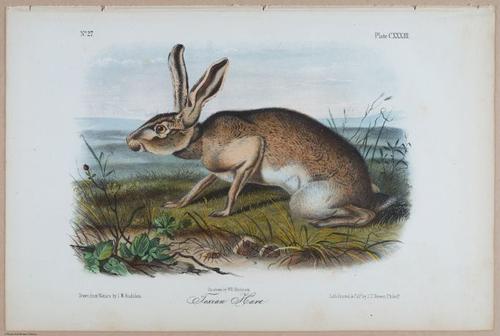 E395 - Breiman Audubon animals - i18420
