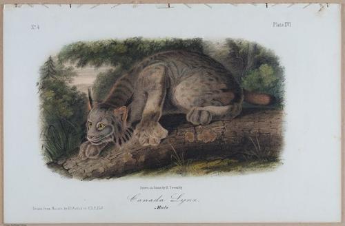 E395 - Breiman Audubon animals - i18421
