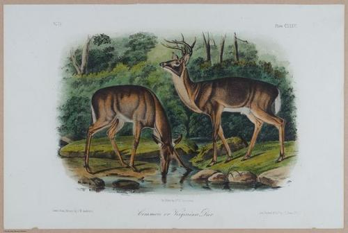 E395 - Breiman Audubon animals - i18424