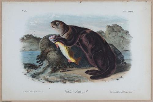 E395 - Breiman Audubon animals - i18425