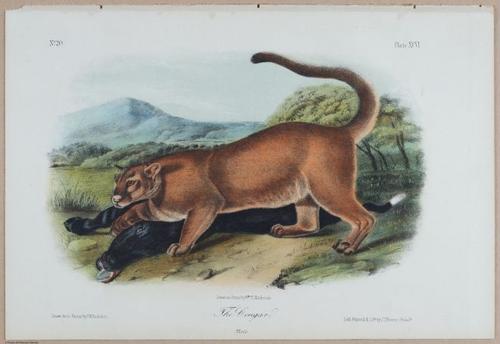 E395 - Breiman Audubon animals - i18426