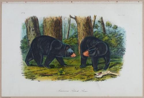 E395 - Breiman Audubon animals - i18427