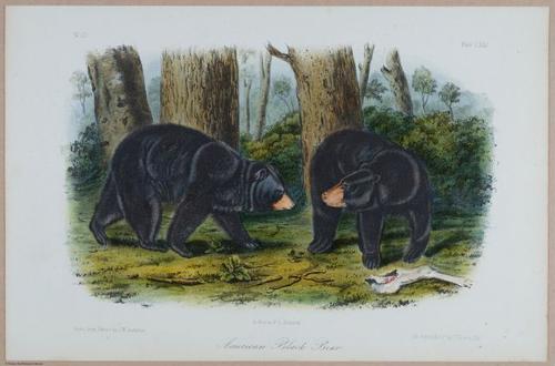 E395 - Breiman Audubon animals - i18428