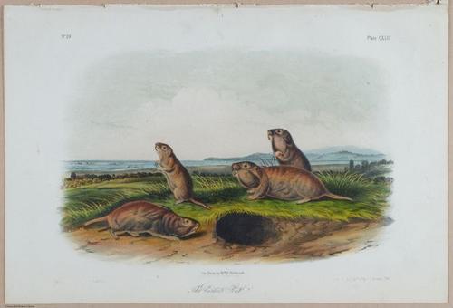 E395 - Breiman Audubon animals - i18430