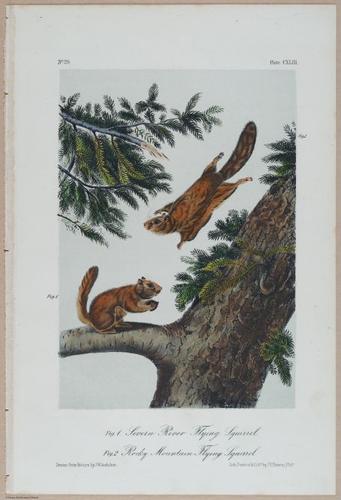 E395 - Breiman Audubon animals - i18431