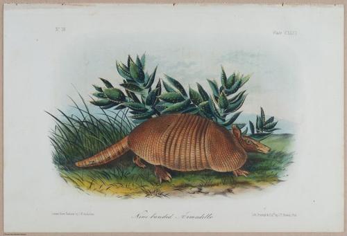 E395 - Breiman Audubon animals - i18434