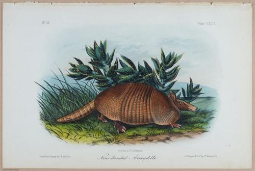 E395 - Breiman Audubon animals - i18435