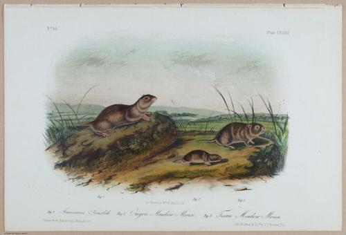 E395 - Breiman Audubon animals - i18436