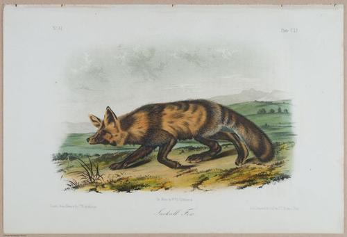 E395 - Breiman Audubon animals - i18439