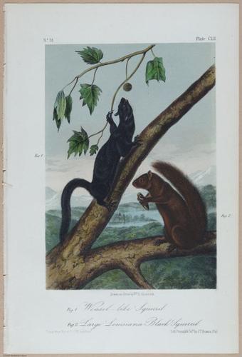 E395 - Breiman Audubon animals - i18440