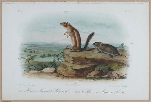 E395 - Breiman Audubon animals - i18441