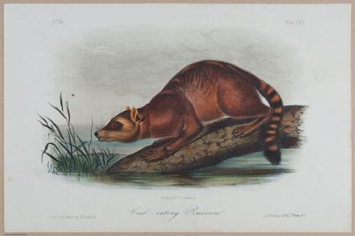 E395 - Breiman Audubon animals - i18442