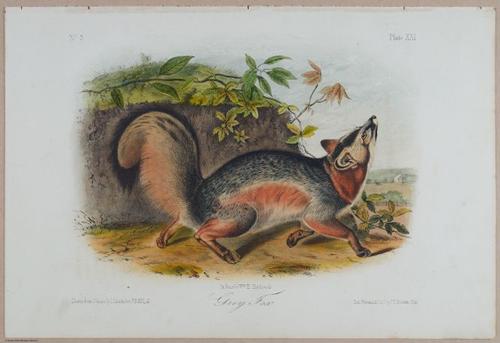 E395 - Breiman Audubon animals - i18443