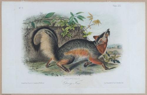 E395 - Breiman Audubon animals - i18444