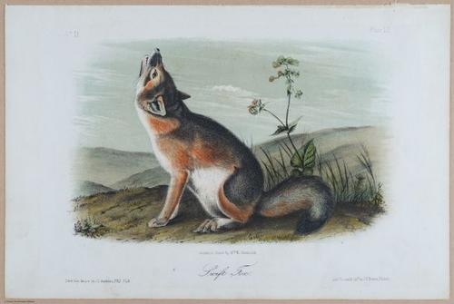 E395 - Breiman Audubon animals - i18445