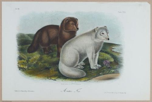 E395 - Breiman Audubon animals - i18446