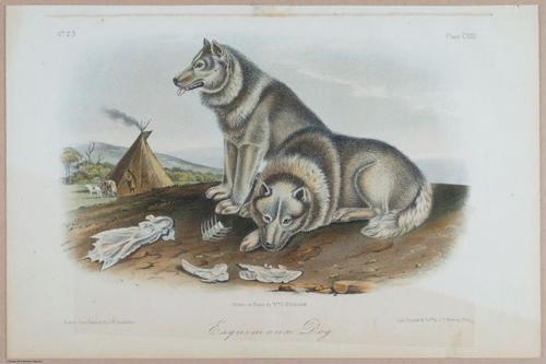 E395 - Breiman Audubon animals - i18447