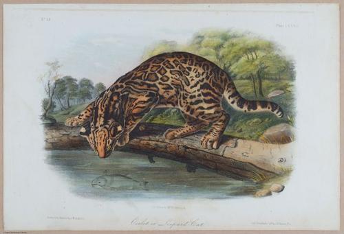 E395 - Breiman Audubon animals - i18448